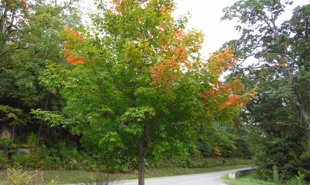 Herfstkleuren Skyline Drive rondreis Amerika