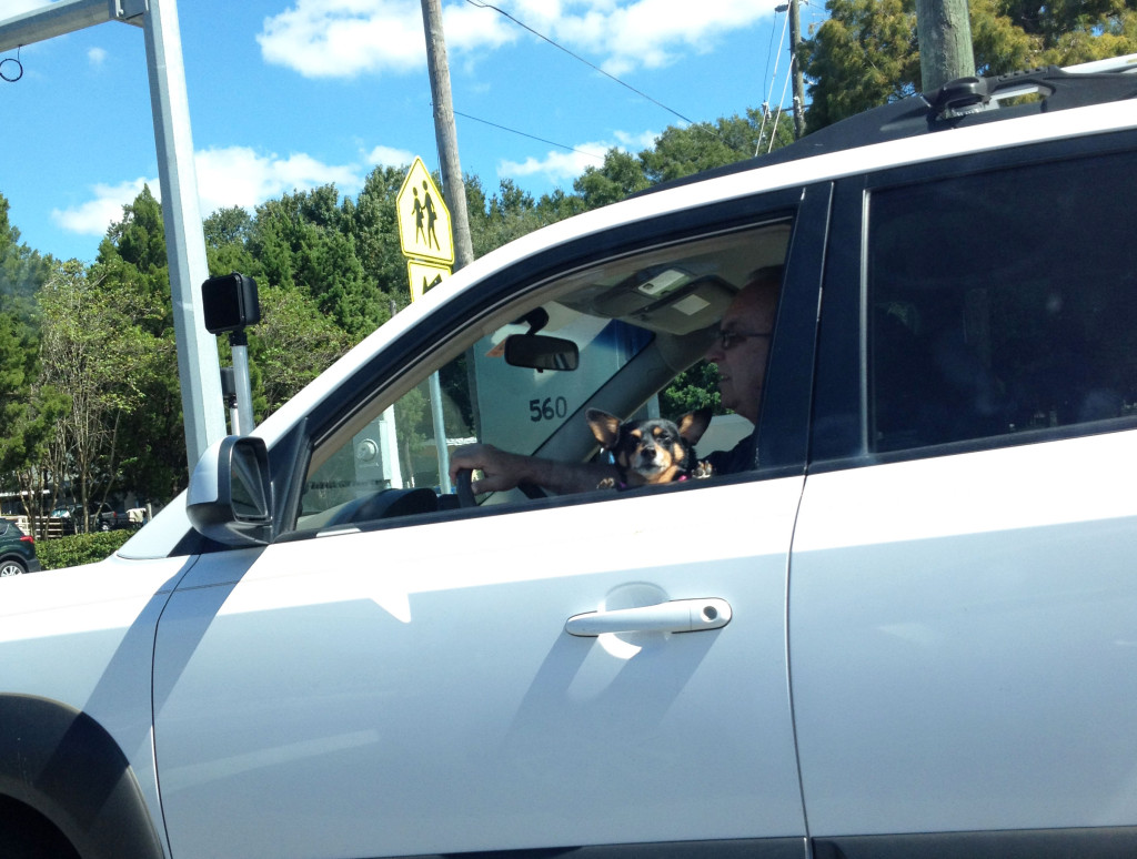 Dog driving car America