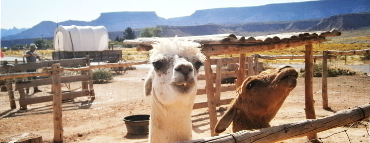 National Farm Animal Day in Amerika