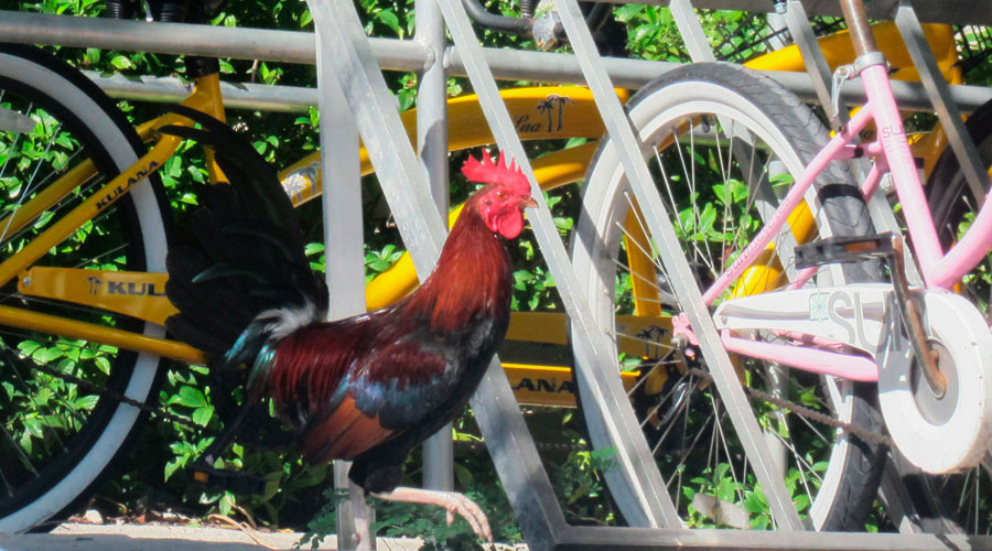 Key West accommodatie tijdens rondreis in Amerika Key West accommodatie tijdens rondreis in Amerika