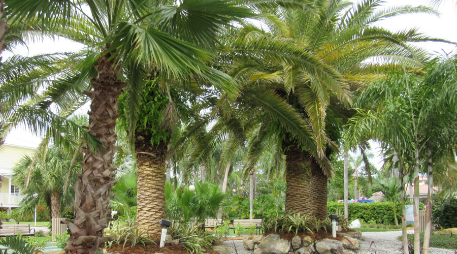 Palmbomen in Siesta Key Siesta Key rondreis Amerika