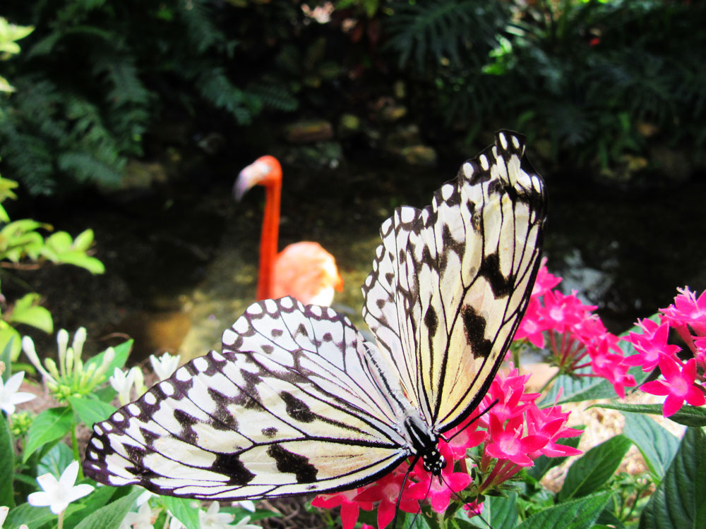 Doen in Key West: Key West Butterfly and Nature Conservatory bezienswaardigheid in Key West