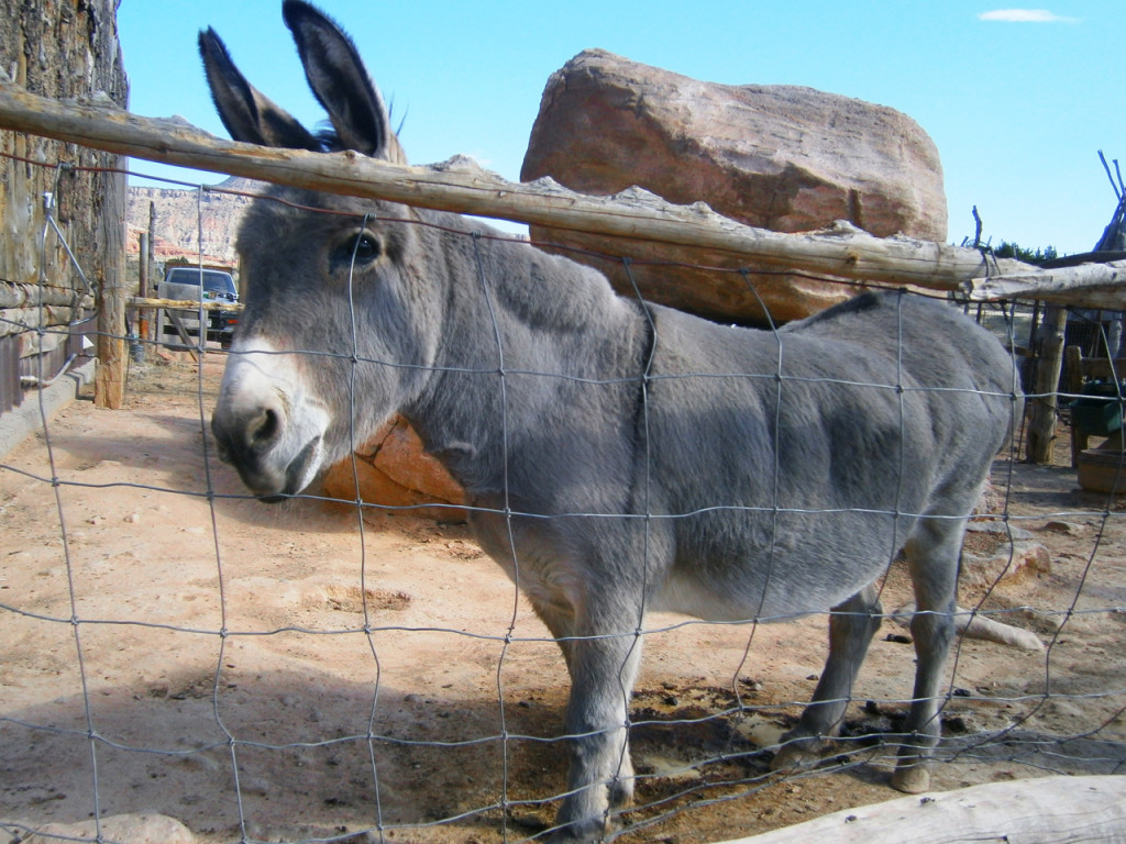 kinderboerderij-in-Amerika