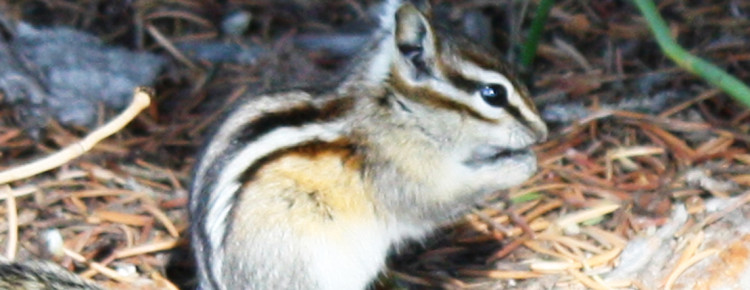 chipmunk-in-amerika
