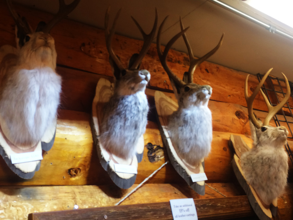 jackalope-in-grand-teton