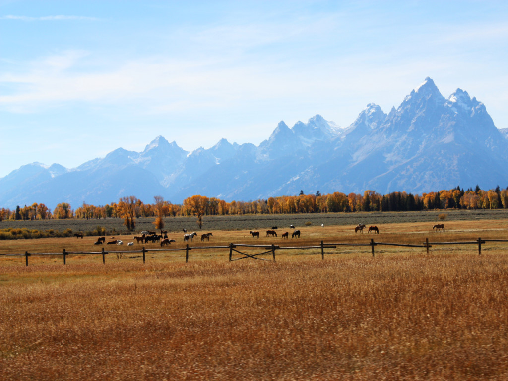 paarden-en-grand-teton-national-park