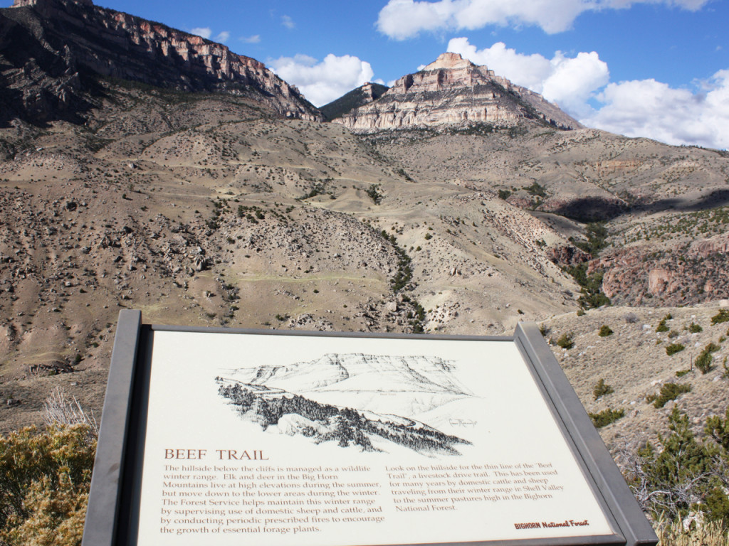 beef-trail-bighorn-forest