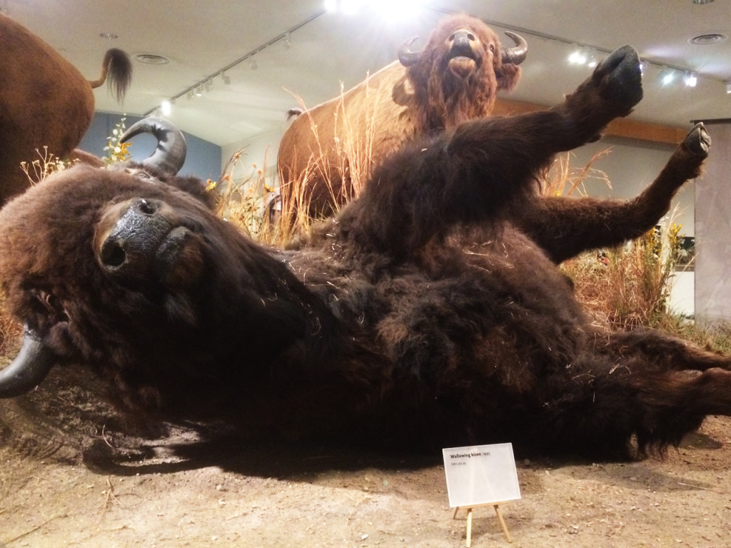 buffalo-bill-center-of-the-west-cody