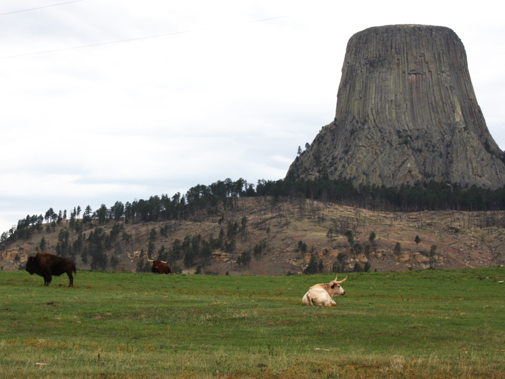 devils-tower-bison-and-cows