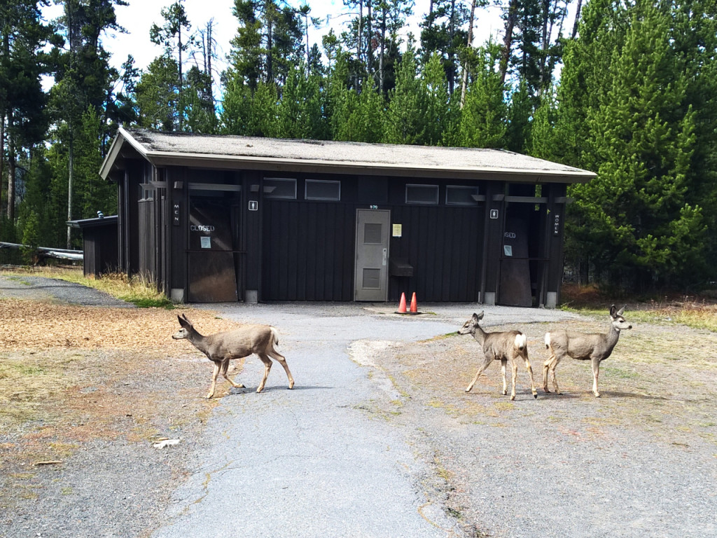 hertjes-in-yellowstone