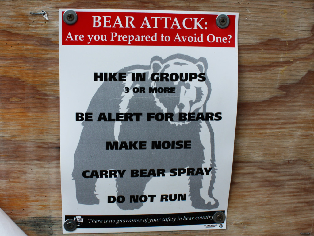 beren-in-yellowstone