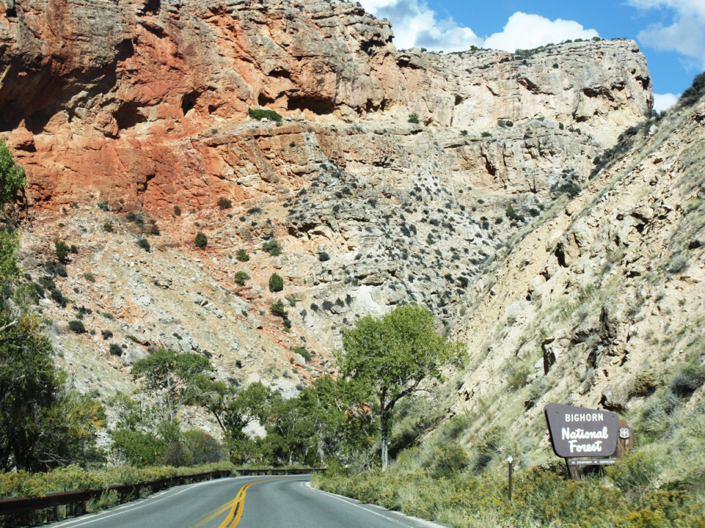 bighorn-national-forest