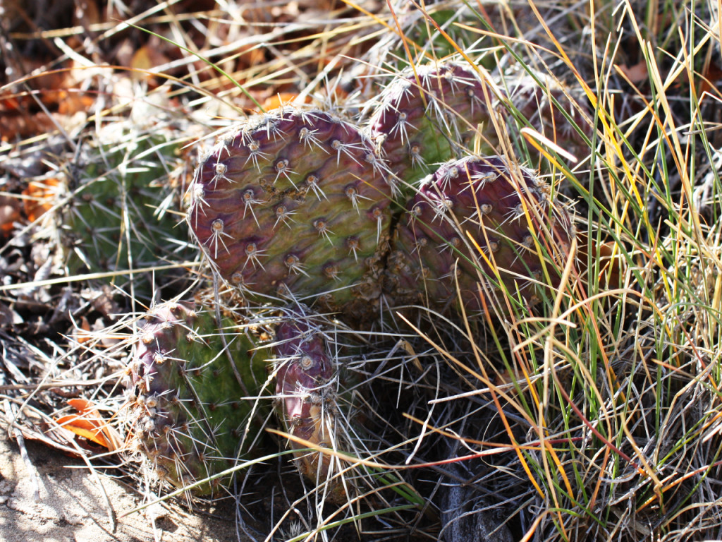 cactus-mesa-verde-national-park