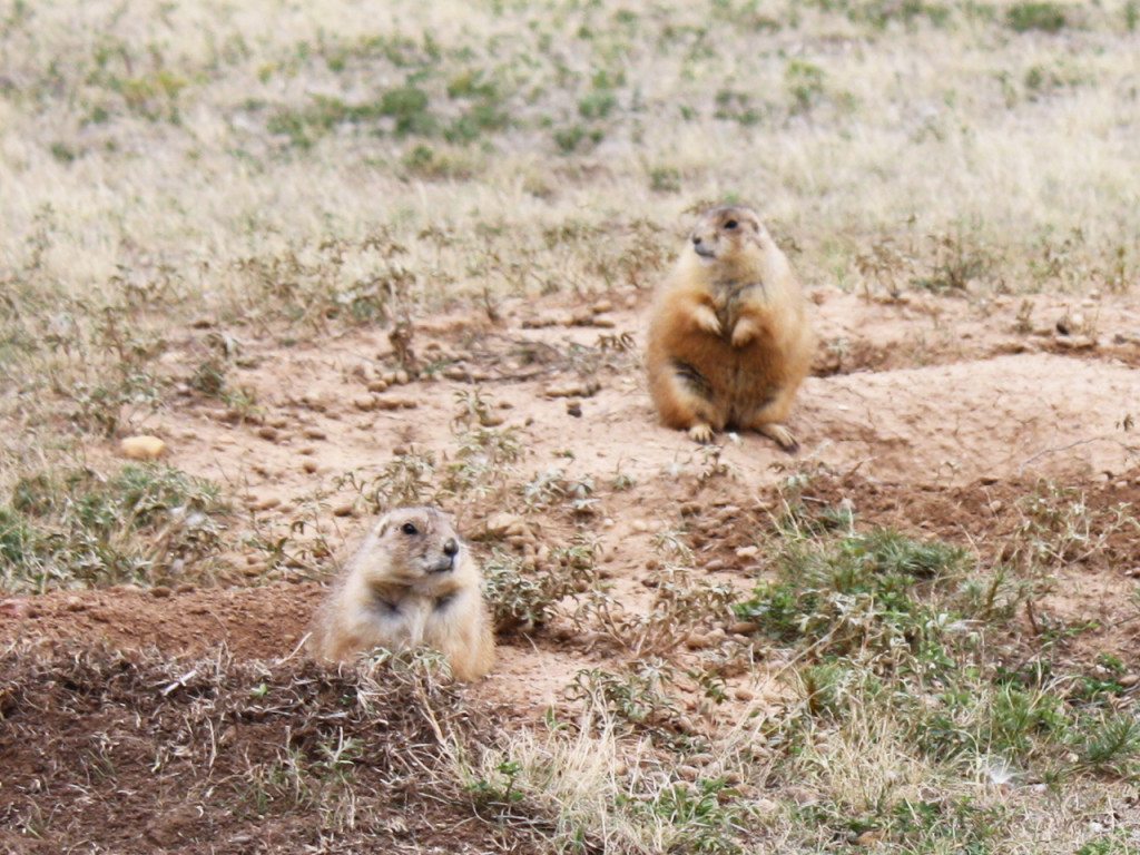 prairie-dogs-at-devils-tower