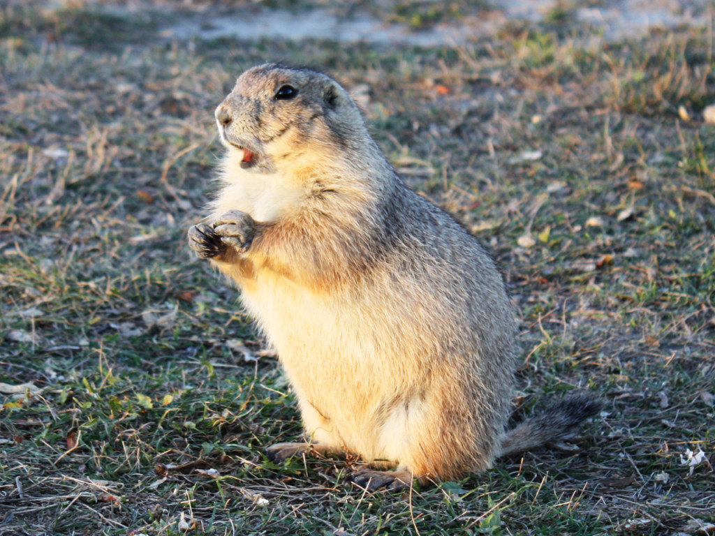 prairie-dog-town-badlands