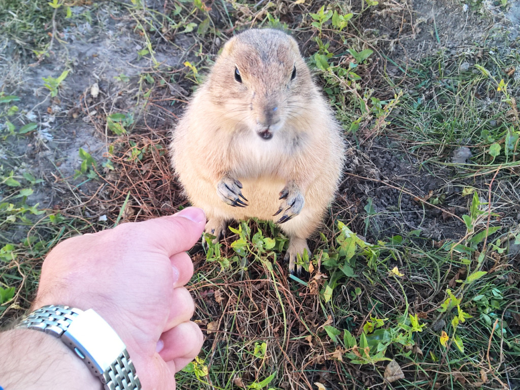 prairiehond-voeren-in-amerika