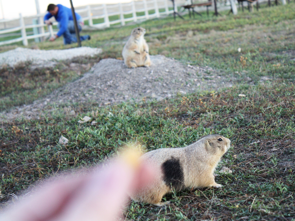 prairiehondjes-voeren-in-amerika