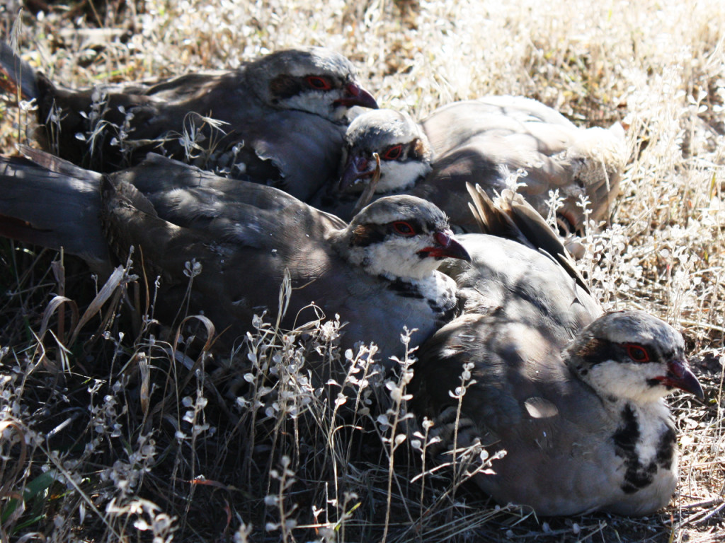 vogels-in-mesa-verde