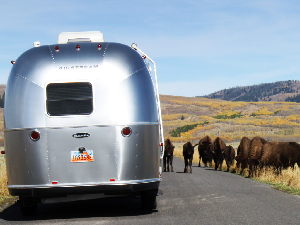 bezienswaardigheden-in-grand-teton-national-park-antelope-flat-bizons
