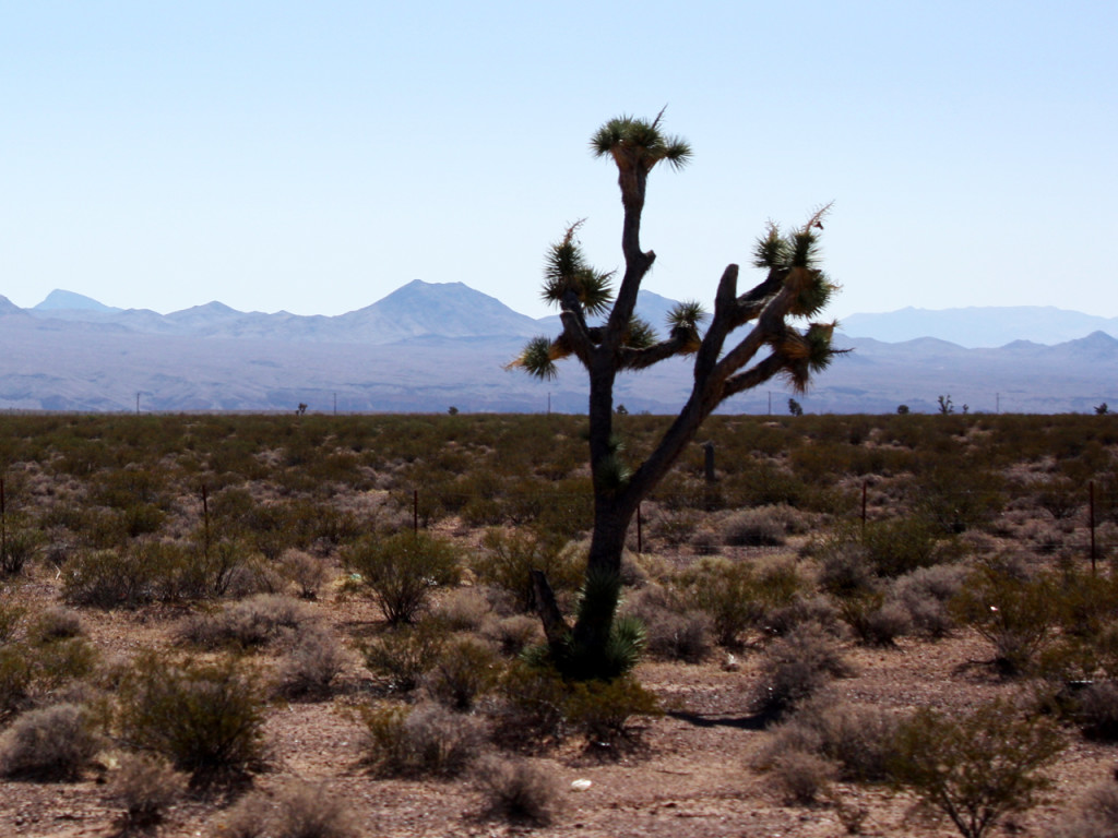 boompje-en-bergen-in-amerika