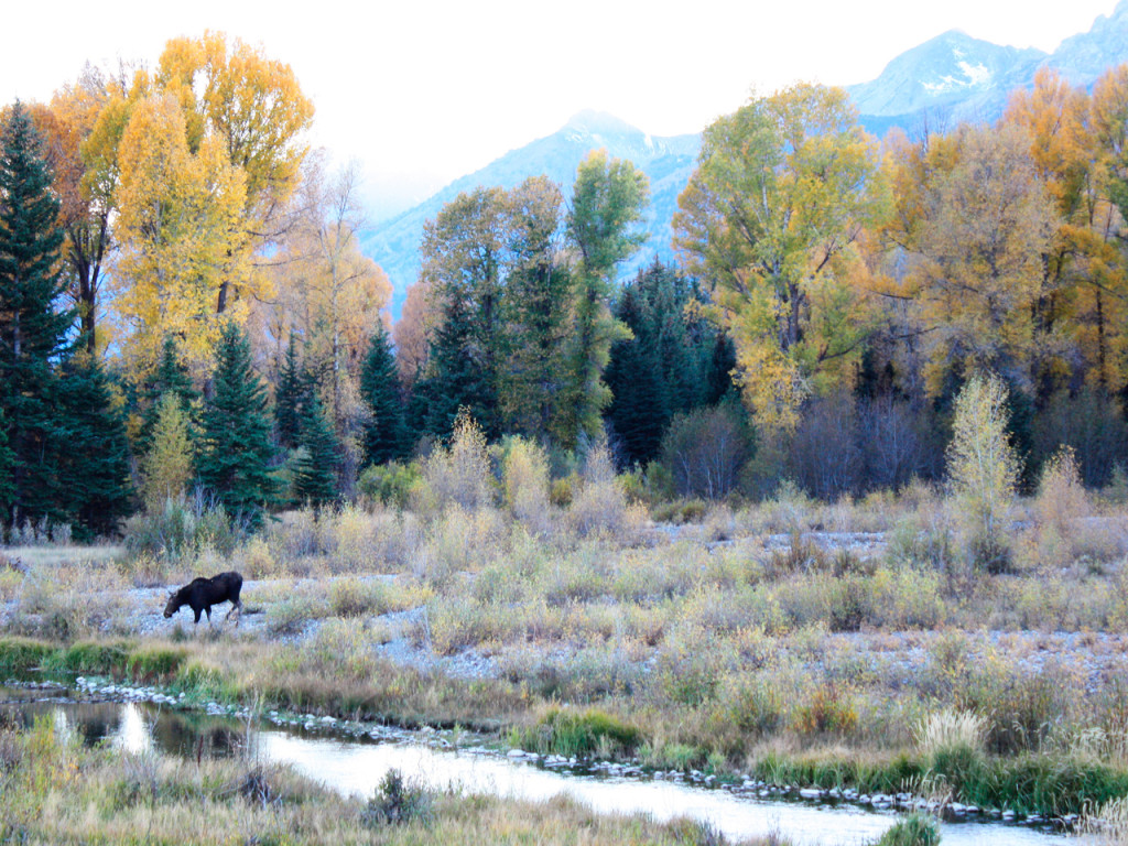 moose-in-grand-teton