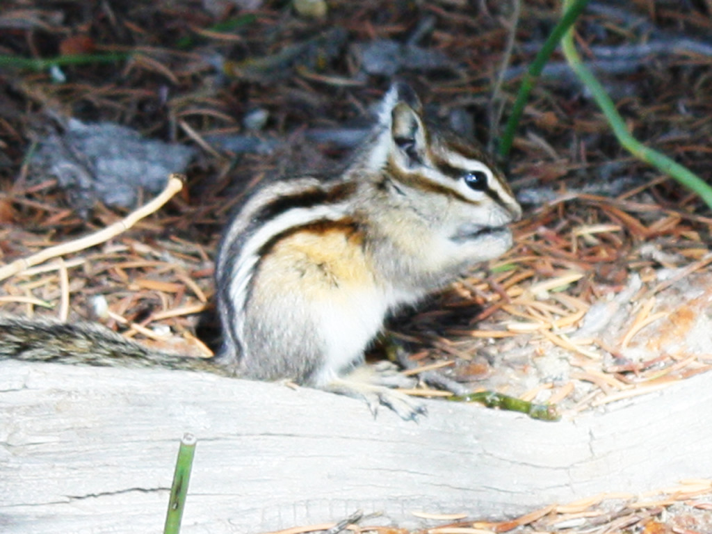 chipmunk-schwabachers-landing-grand-teton