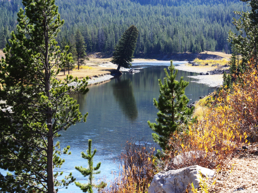 1_scheve-boom-in-yellowstone