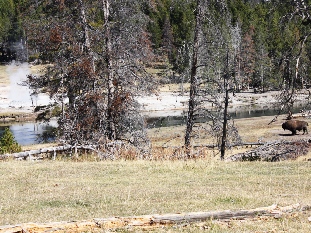bizon-en-rook-uit-de-grond