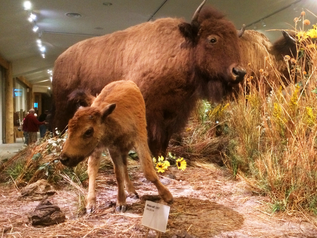 Buffalo-Bill-Center-of-the-West-doen-in-Cody