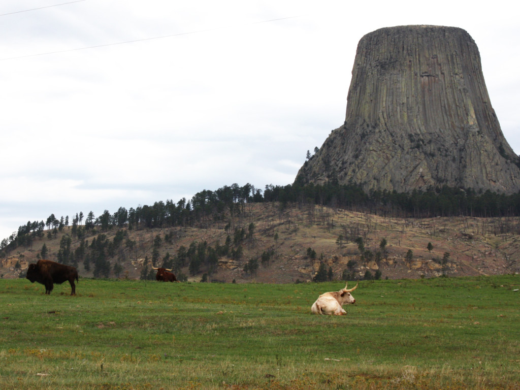 Devils-Tower-bison-and-cows