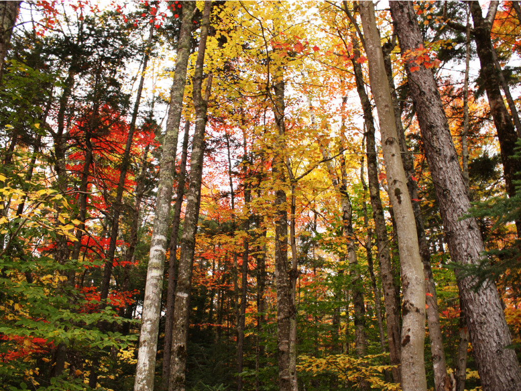 Boswandeling-in-Amerika-herfst