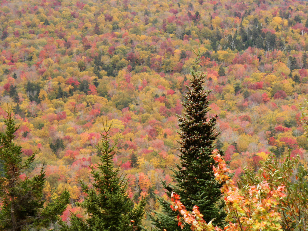 Herfstkleuren-New-England-Amerika