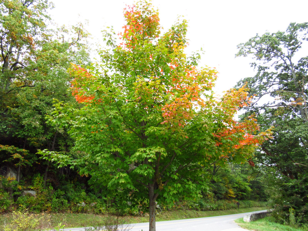 boom-met-herfstkleuren-in-Amerika