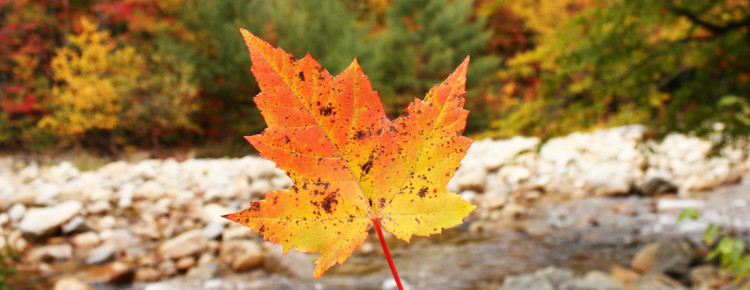herfst-in-Amerika