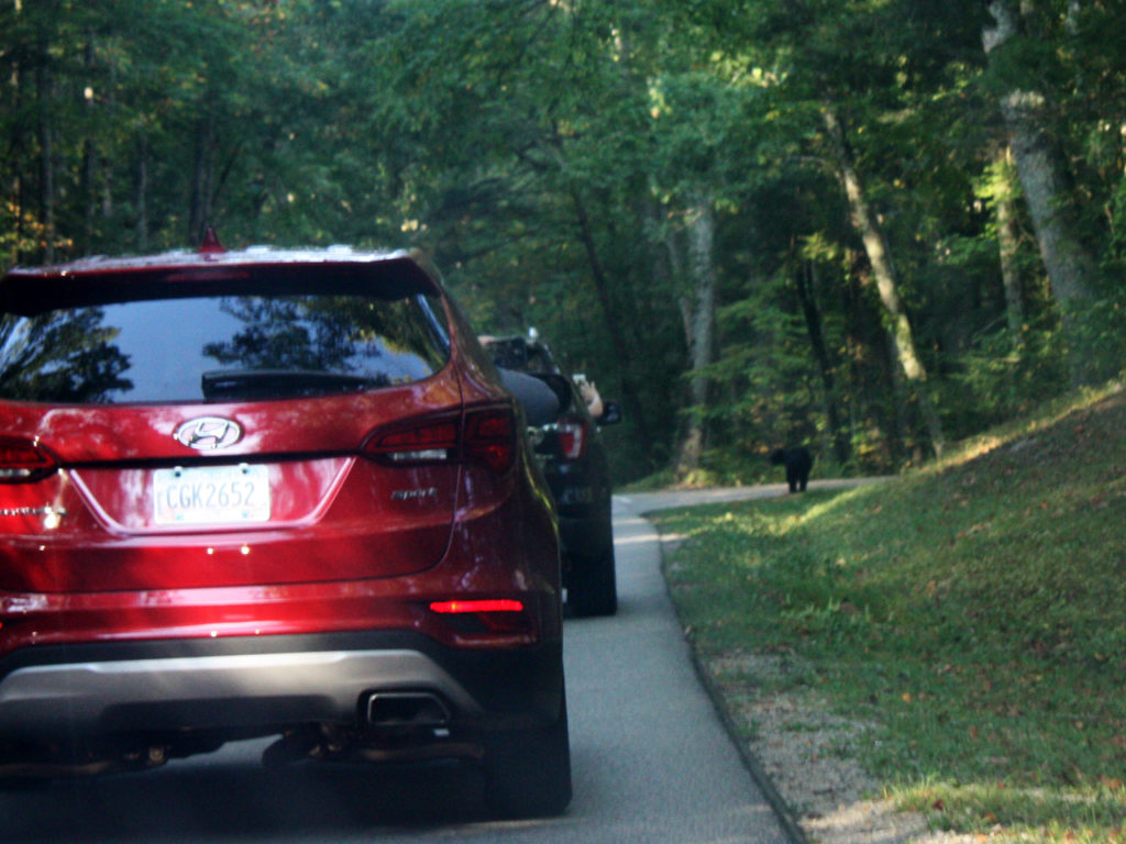 Beren-in-Great-Smoky-Mountains