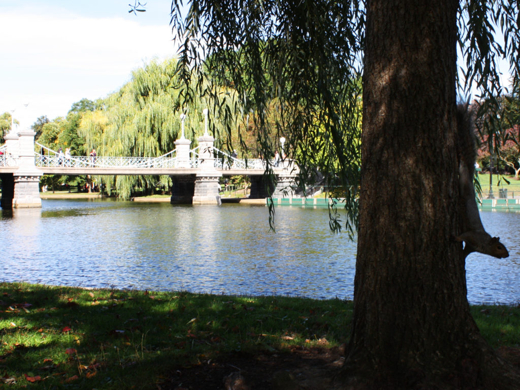 Boston-park-eekhoorn