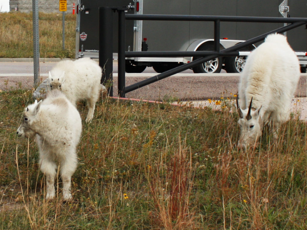 Mountain-Goats-bij-Mount-Rushmore