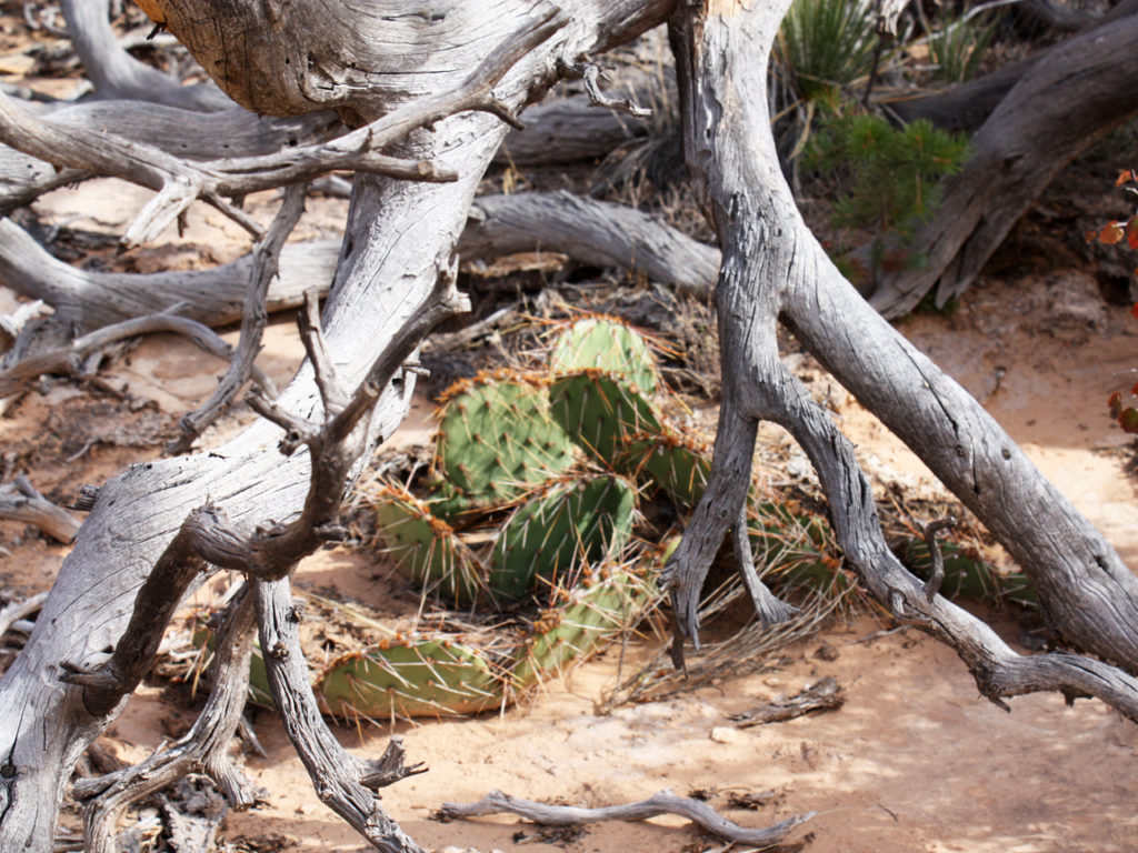 Natuur-Canyonlands-National-park-Amerika