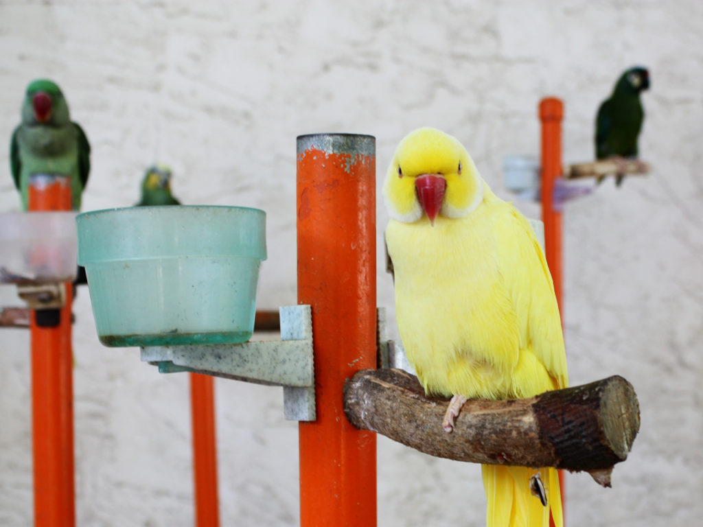 Yellow-Bird-Parrot-Mountain-Pigeon-Forge