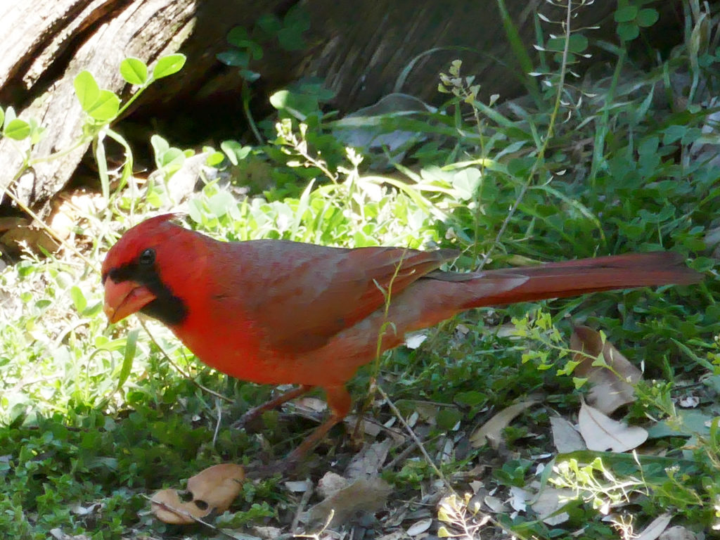 Birds-Pedernales-Park