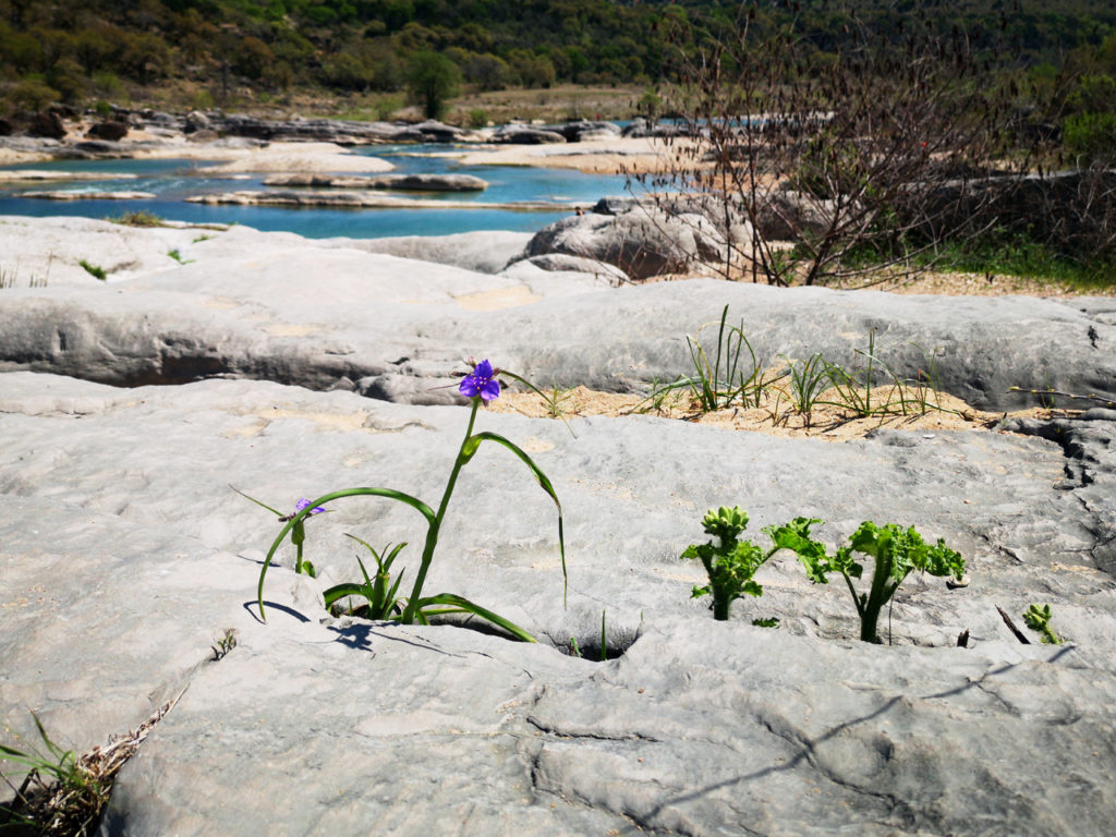 Flowers-Pedernales-FallsState-Park