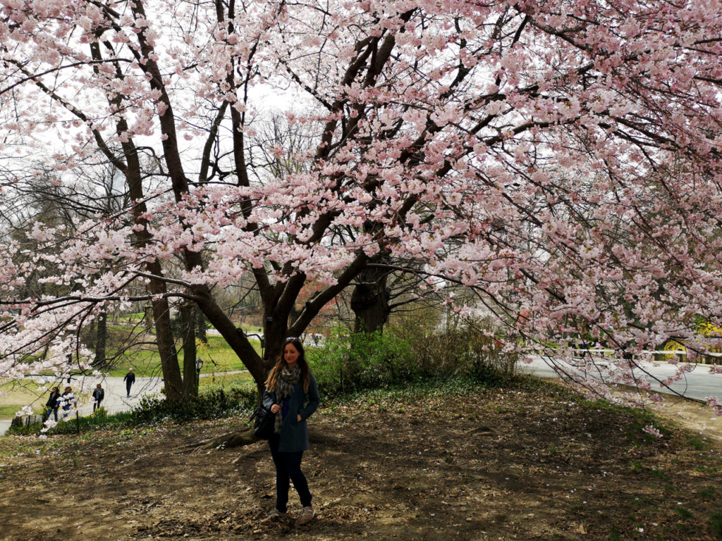 Lente-in-New-York-Cherry-blossom-Spring