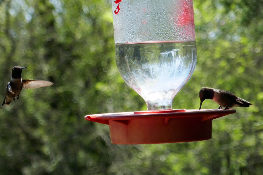 Pedernales-Falls-State-Park-Bird-Blind-and-Butterfly-garden