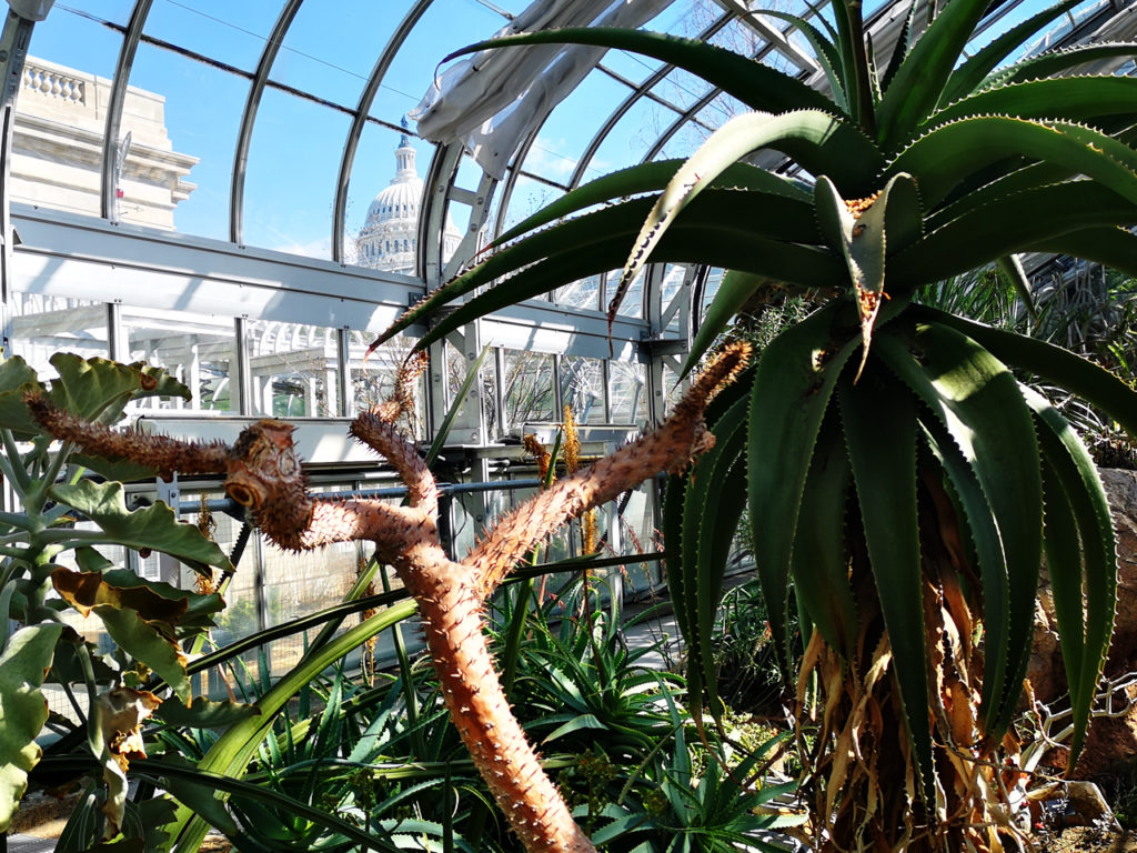 Washington-DC-Botanical-Garden-Capitol-View