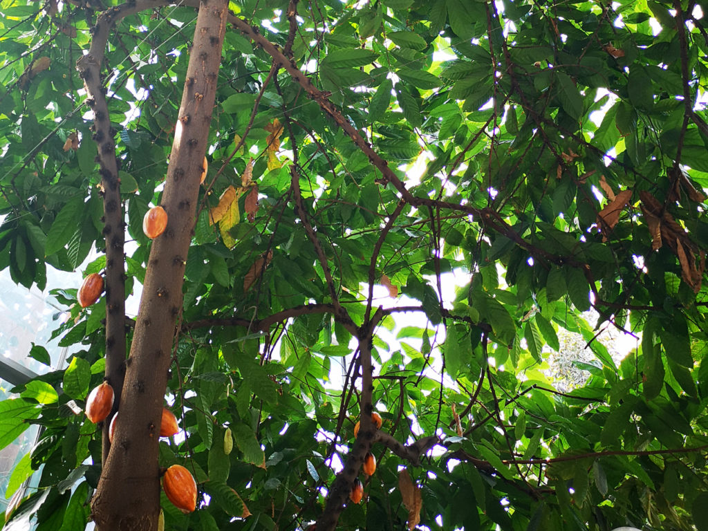 Washington-DC-Botanical-Garden-Chocolate-Tree