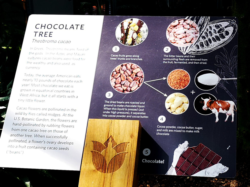 Washington-DC-Botanical-Garden-chocolate-tree-bord