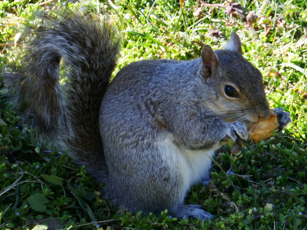 Washington-DC-Squirrel-eats