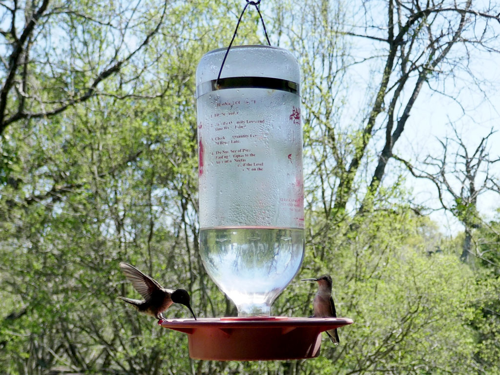 Bird-Blind-and-Butterfly-garden