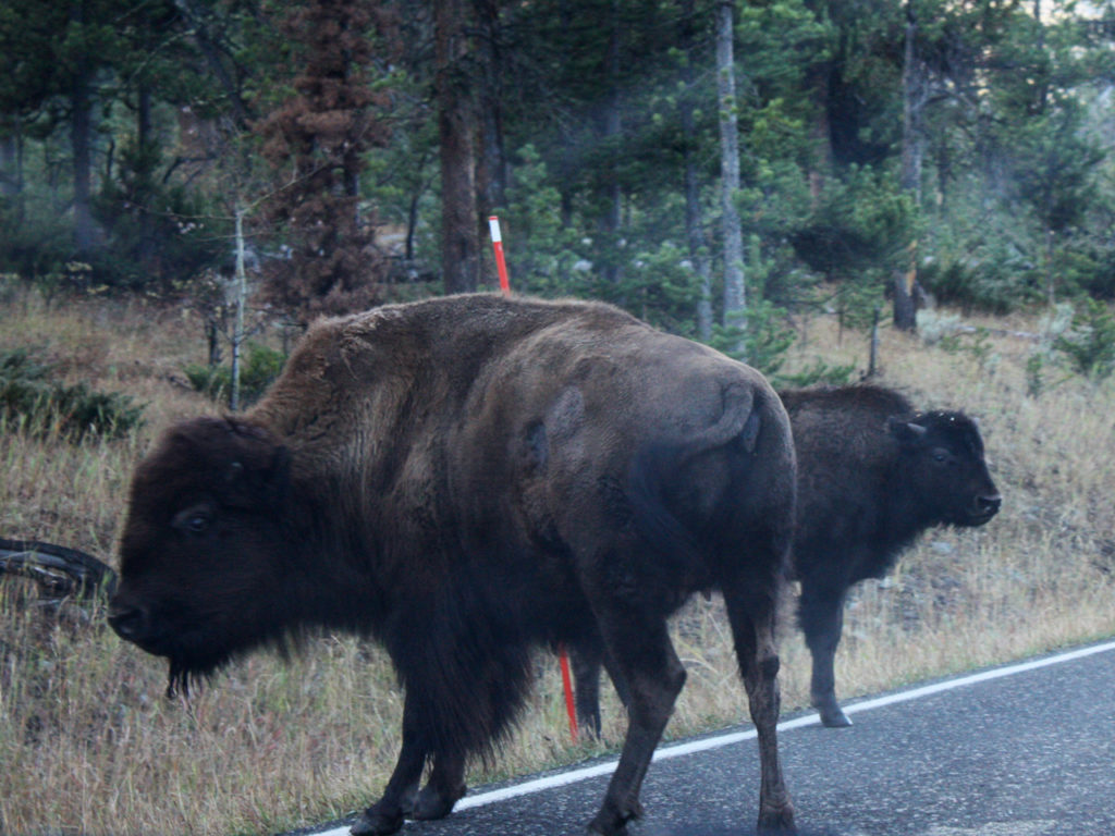 Bizons-op-de-weg-in-Yellowstone-National-Park