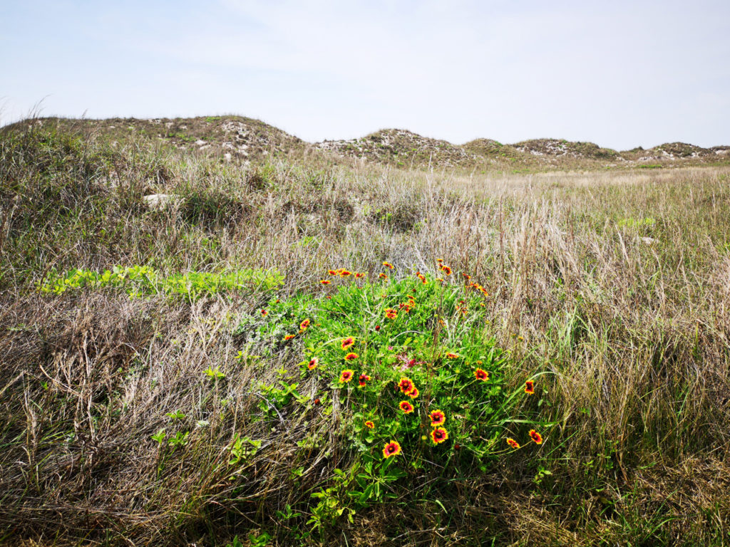 Grassland-Nature-Trail-Padre-Island